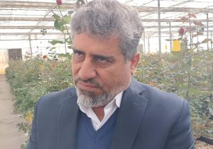 طرح گلخانه ای پرورش رز