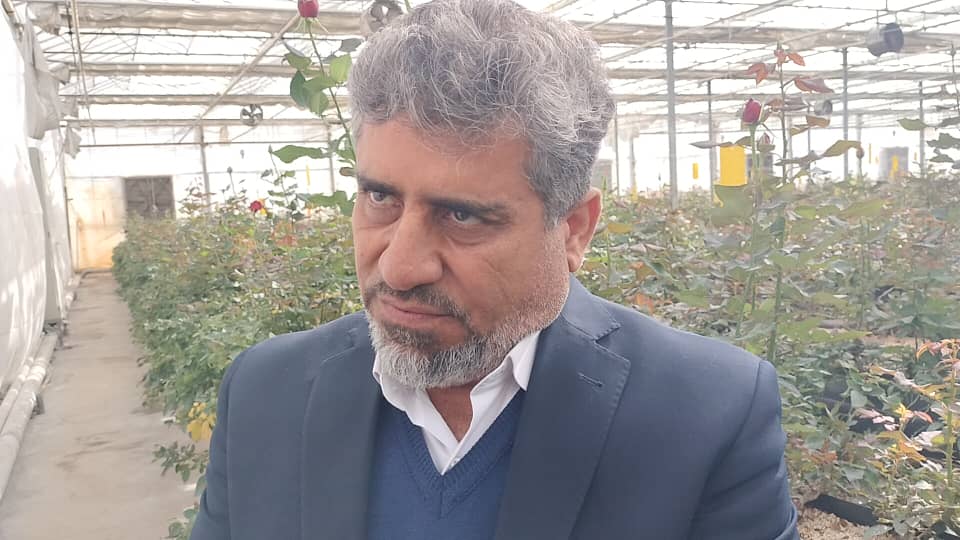 طرح گلخانه ای پرورش رز