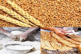 روز گندم و نان - گندم مازاد کشاورزان