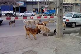 سگ کشی
